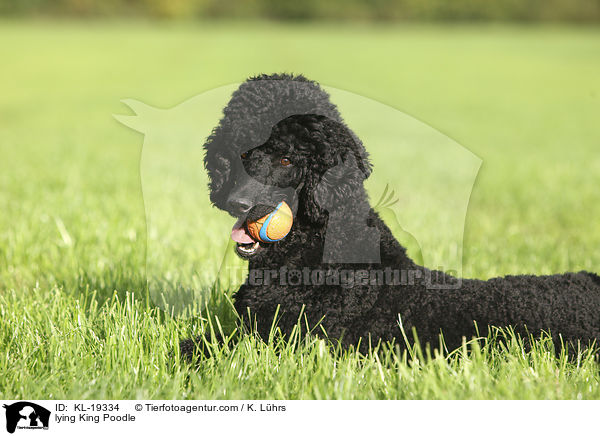 lying King Poodle / KL-19334