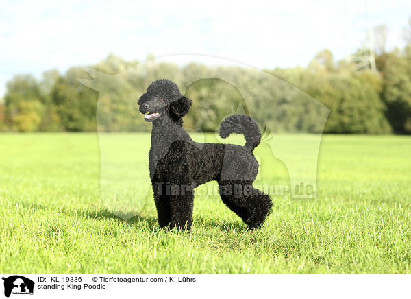 standing King Poodle / KL-19336