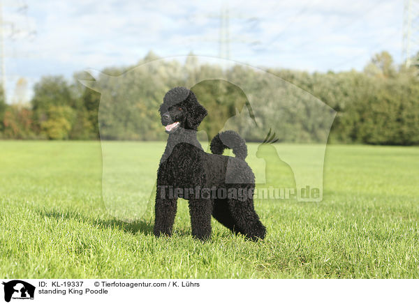 standing King Poodle / KL-19337