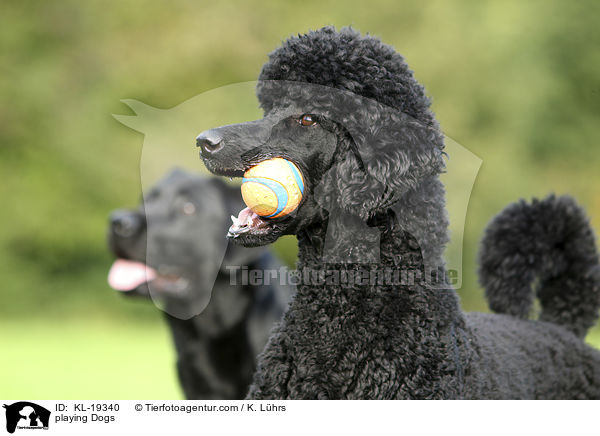 playing Dogs / KL-19340