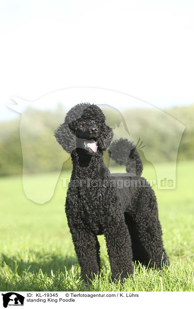 standing King Poodle / KL-19345