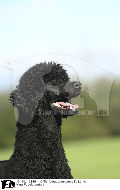 King Poodle portrait / KL-19346
