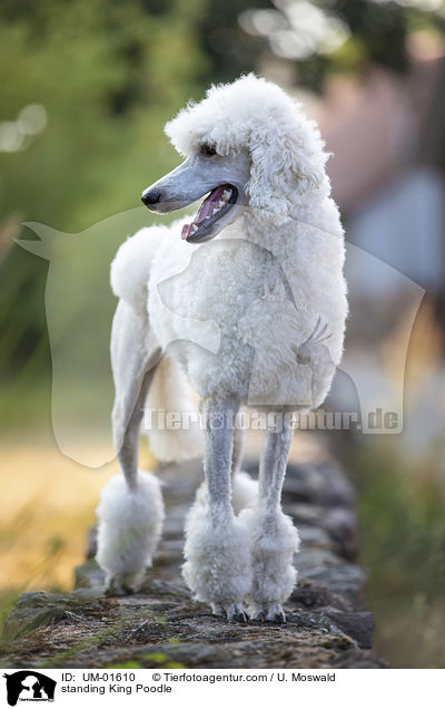 standing King Poodle / UM-01610