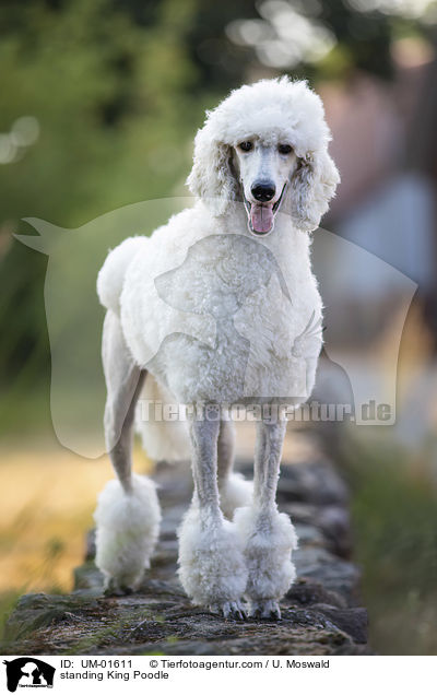 standing King Poodle / UM-01611