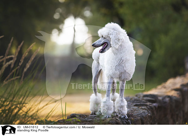 standing King Poodle / UM-01612