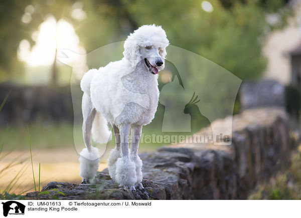 standing King Poodle / UM-01613
