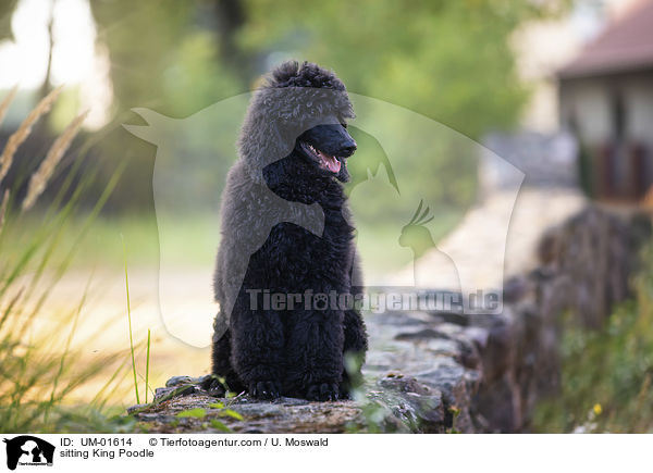 sitting King Poodle / UM-01614