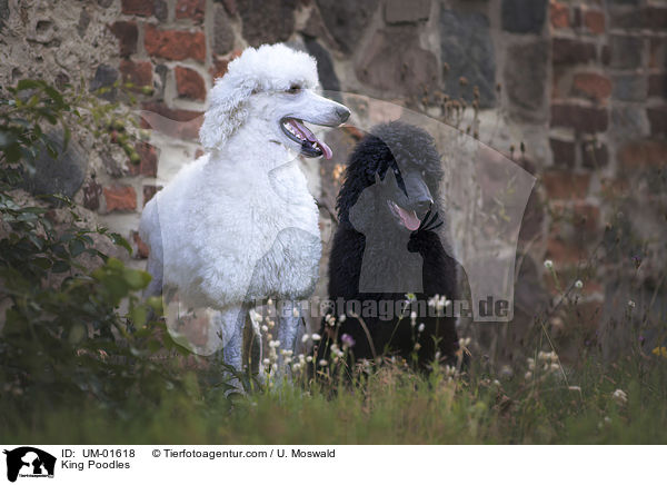 King Poodles / UM-01618