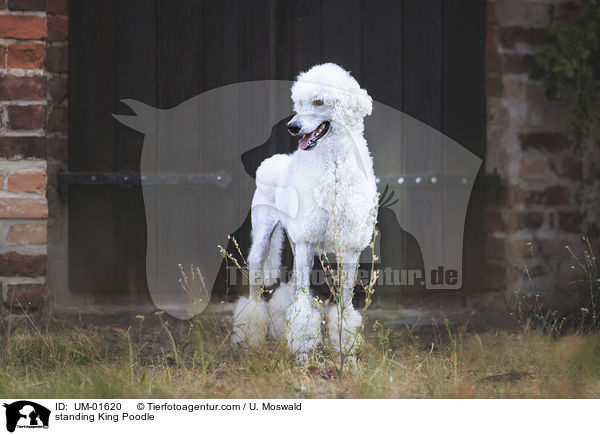 standing King Poodle / UM-01620