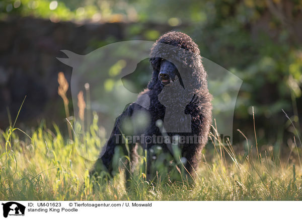 standing King Poodle / UM-01623