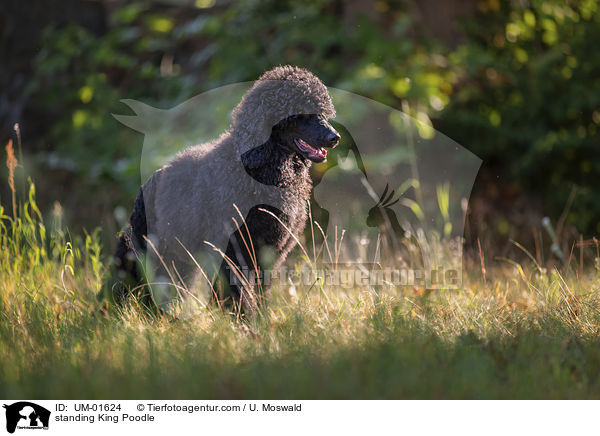 standing King Poodle / UM-01624