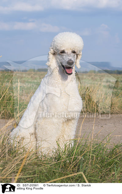 sitting King Poodle / SST-20581