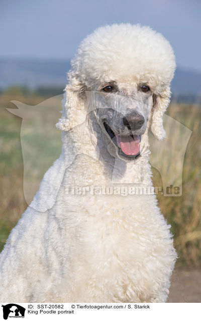 King Poodle portrait / SST-20582