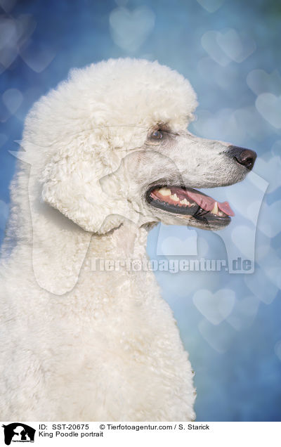 King Poodle portrait / SST-20675
