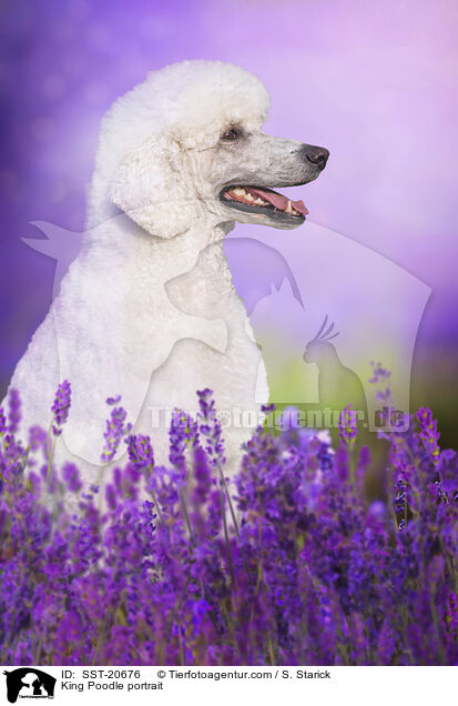 King Poodle portrait / SST-20676
