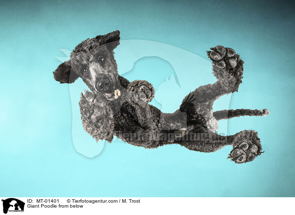Giant Poodle from below / MT-01401