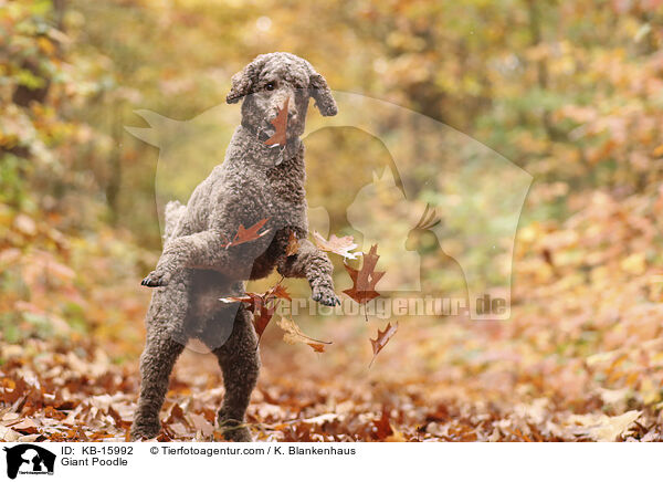 Giant Poodle / KB-15992