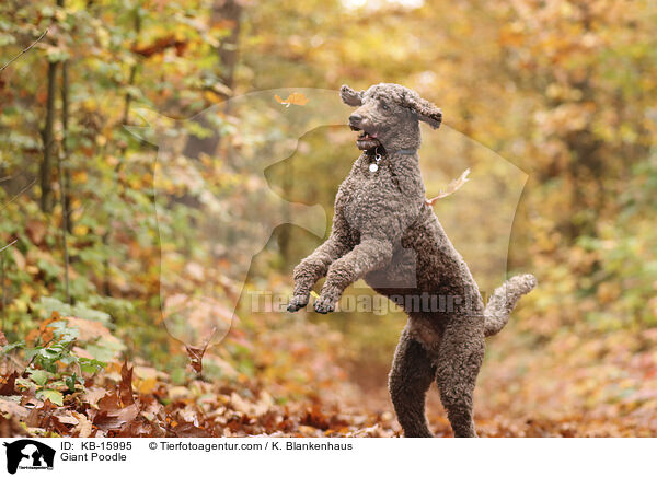 Giant Poodle / KB-15995