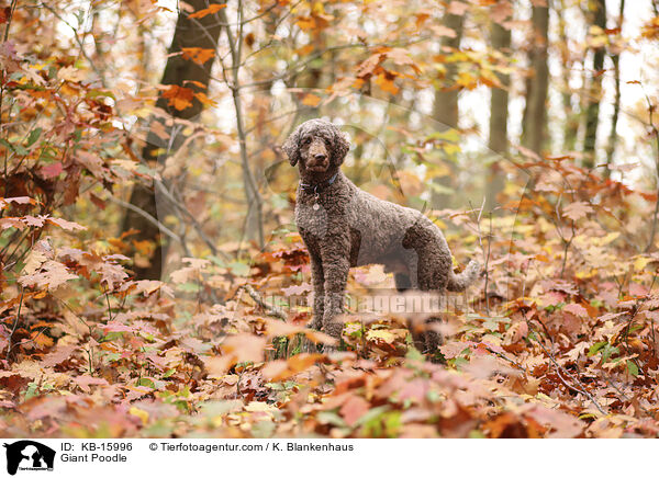 Giant Poodle / KB-15996
