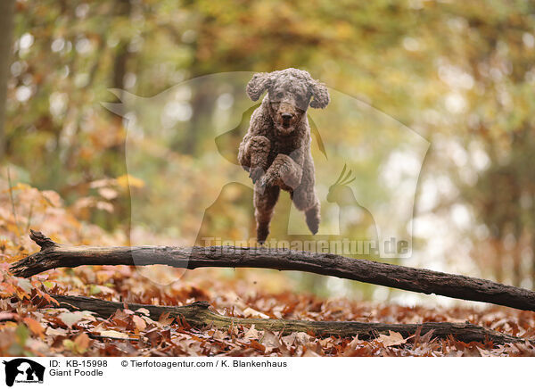 Giant Poodle / KB-15998