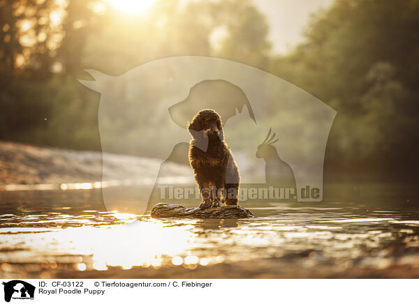 Knigspudel Welpe / Royal Poodle Puppy / CF-03122