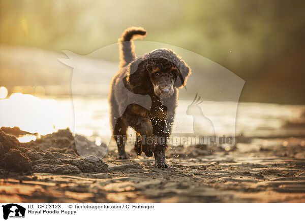 Knigspudel Welpe / Royal Poodle Puppy / CF-03123