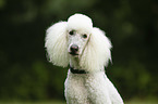 Giant Poodle portrait