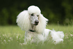 lying Giant Poodle