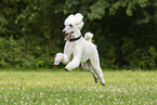 running Giant Poodle