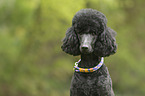 Royal poodle