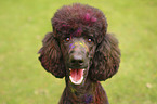 Royal poodle