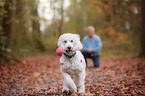 running giant poodle