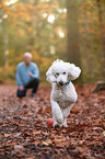 running giant poodle