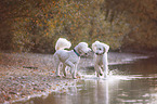 two giant poodles