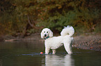 standing giant poodle