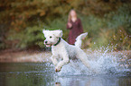 running giant poodle