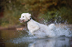 running giant poodle