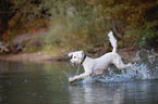 running giant poodle