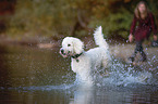 running giant poodle