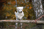 jumping giant poodle