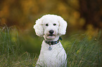 giant poodle portrait