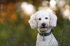 giant poodle portrait