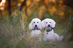 two giant poodles
