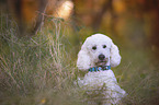 lying giant poodle