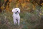 standing giant poodle
