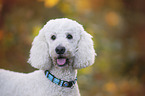 giant poodle portrait