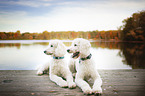 two giant poodles