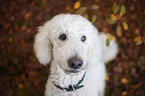 giant poodle portrait