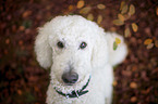 giant poodle portrait