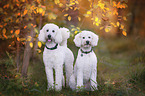 two giant poodles